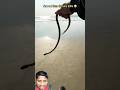 Sea eel rescued safely from fishermen net .🌴🥹#sea #ocean #big #snake #shor