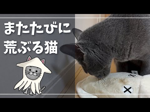 またたびの効果が切れて『素に戻る瞬間』がツボですｗ【ロシアンブルー】猫