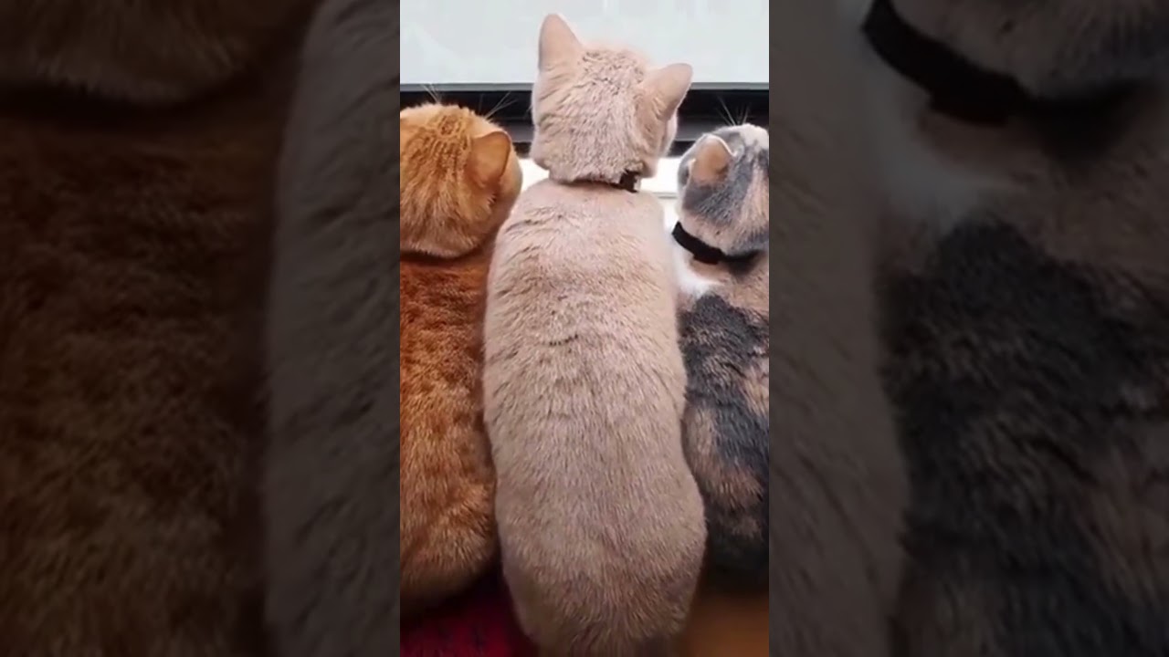 Purrfectly Cozy: Why Cats Tuck Their Paws 