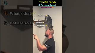 This Cat Needs A Factory Reset😜 #Cats #Fun #Moments @romireplay
