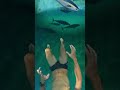 Waterslide into pool full of giant fish #funny #memes
