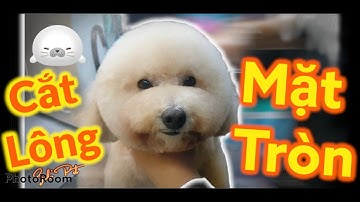 Cắt Mặt Tròn Cho Chó Poodle | Cắt Tỉa Lông Chó | Dog Grooming Zuli Pet