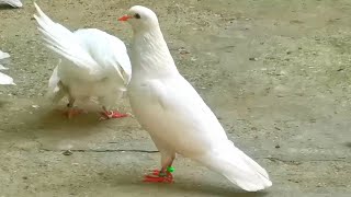 Друзья последний полёт и моей белой голубки для вас!!! The last flight of my dove for you!!!