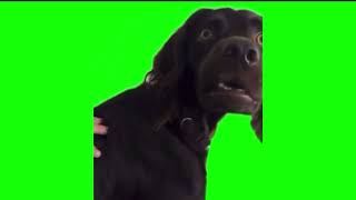 Shocked Dog Green Screen Meme