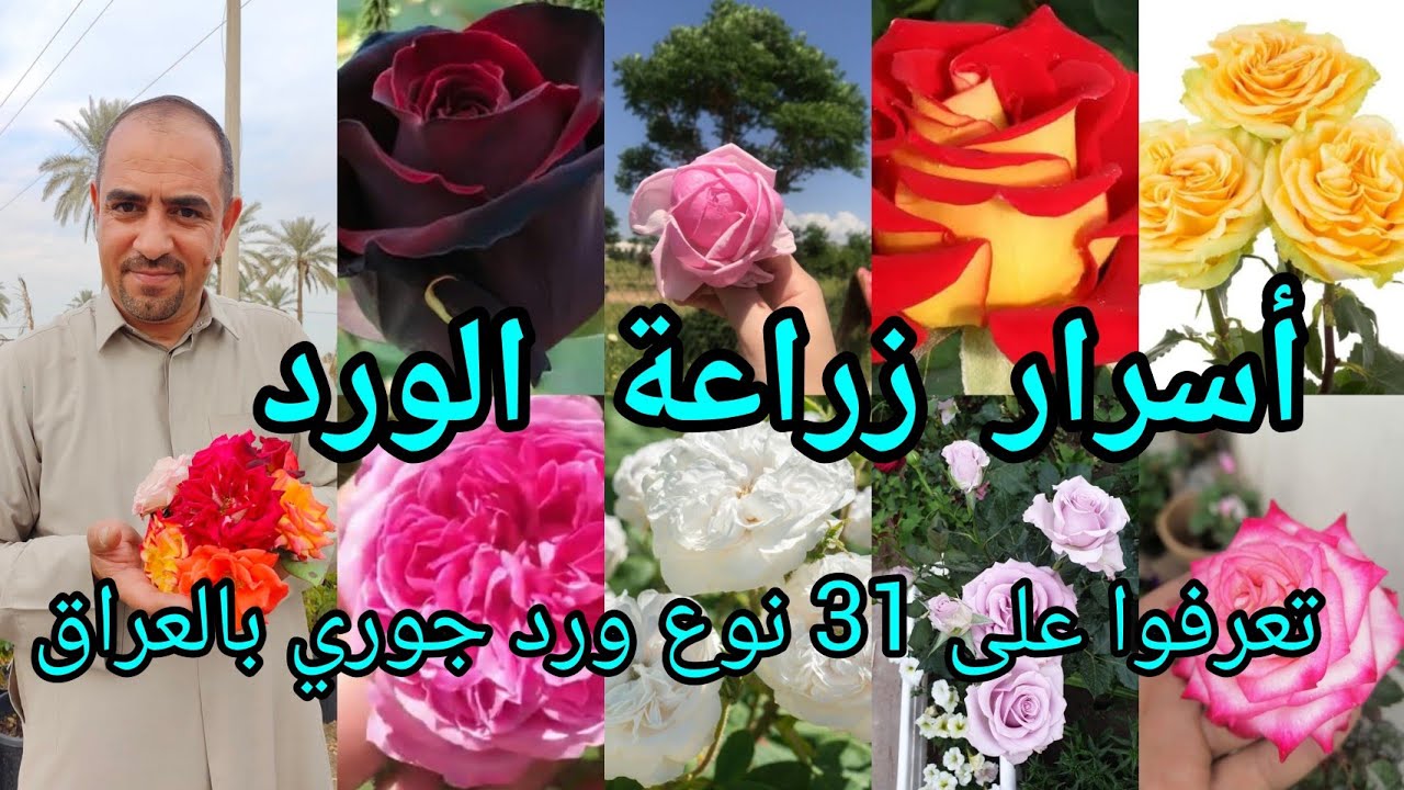 انواع الورد الجوري تعرفوا على 31 نوع بالعراق  وأسرار زراعتها مع الخبير سيد امير الذبحاوي من النجف