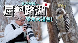 狂敲樹幹為什麼不腦震盪？北海道雪地尋寶，屈斜路湖大天鵝「沙灘泡湯」全紀錄｜生態遠征 EP1