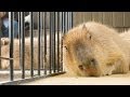 長崎バイオパークにカピバラのストーブ登場 (Capybara stovea heater)