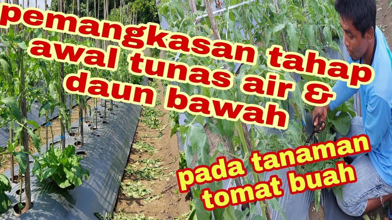 pemangkasan daun, tunas air tahab awal pada tomat