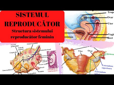 Video: Sistemul De Reproducere. Părerea Psihologului