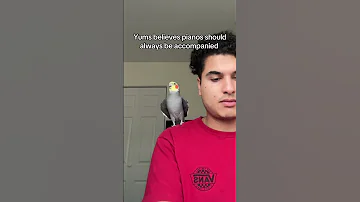 His Eagle Scream Is To Grab The Audience S Attention Cockatiel Bird Parrot 