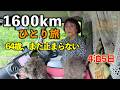 64歳、愛犬2匹と1600kmをひとり走破…岩手で待っていたアイリスの奇跡