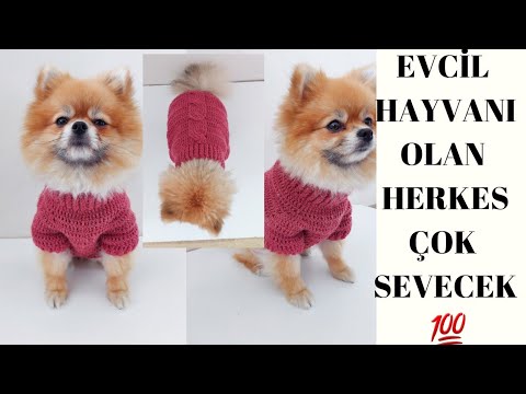 Video: Köpek işi