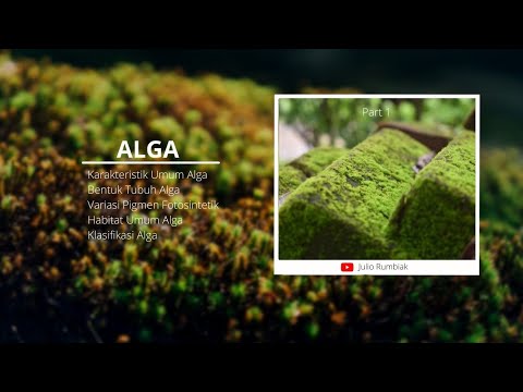 ALGA | PART 1