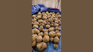 Aardappelen uitharden voordat ze voor lange tijd worden opgeslagen