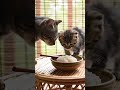 #cat #videoviral