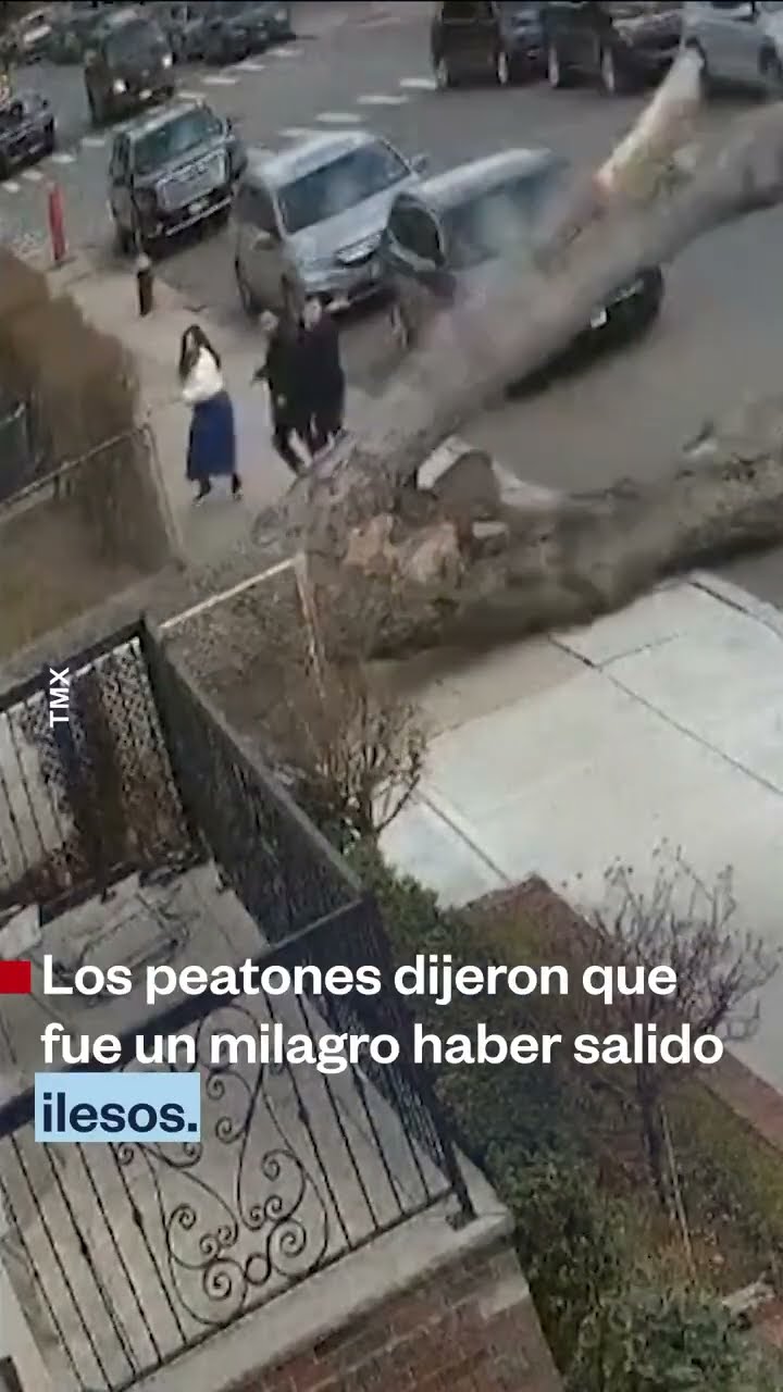 Tres personas se salvaron por segundos de ser aplastados por un árbol | Noticias Telemundo