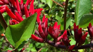 Erythrina x bidwillii Blakei (Blake’s Erythrina) | Must see November