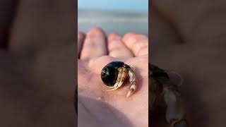 Mini Kreeftje Aan Zee