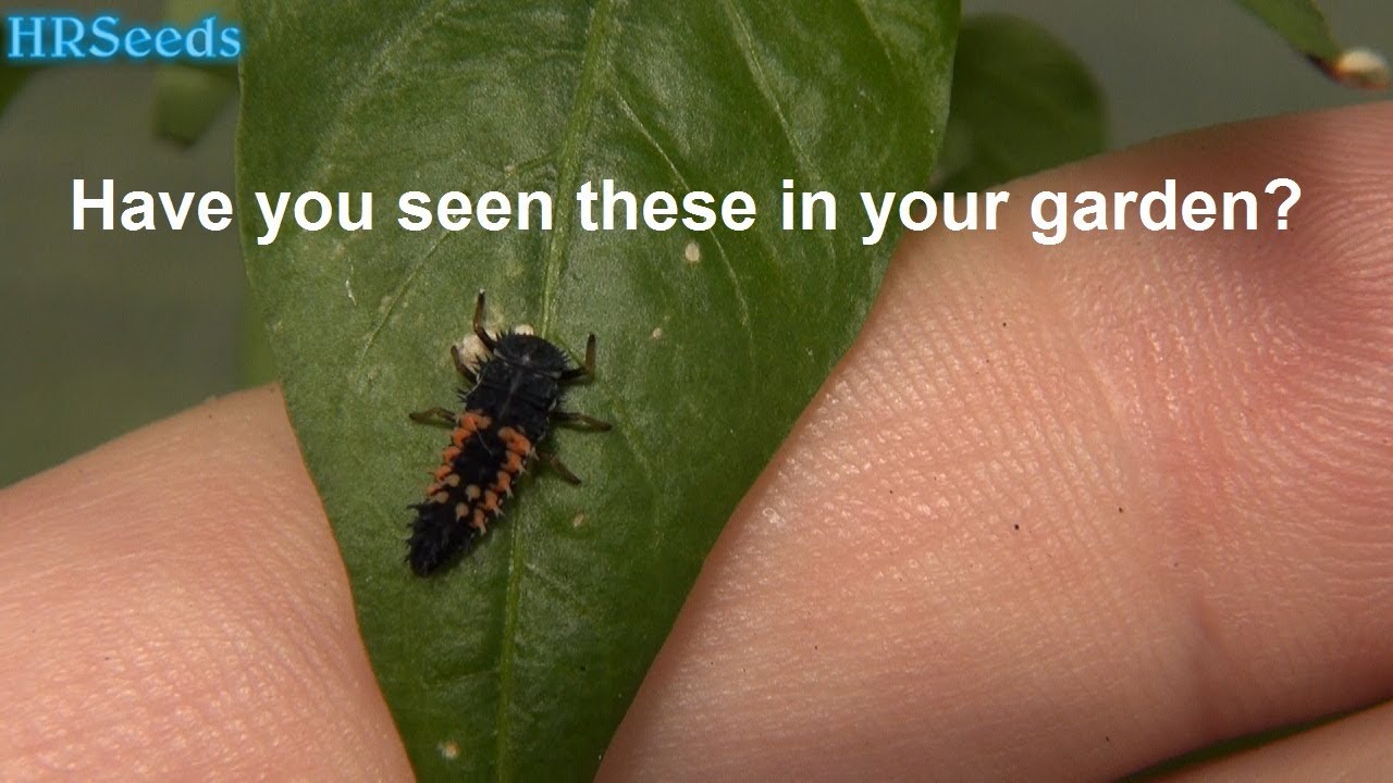 Ladybug Coccinellidae Don't kill them if you see them! YouTube