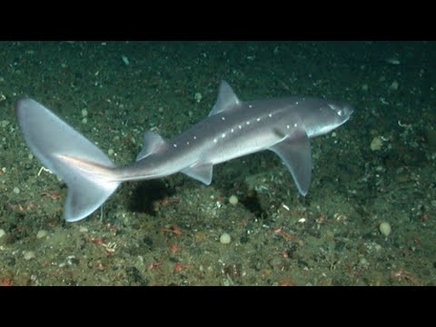 Video: Zašto je scoliodon pseća riba?