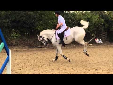 International Pony #Forsale