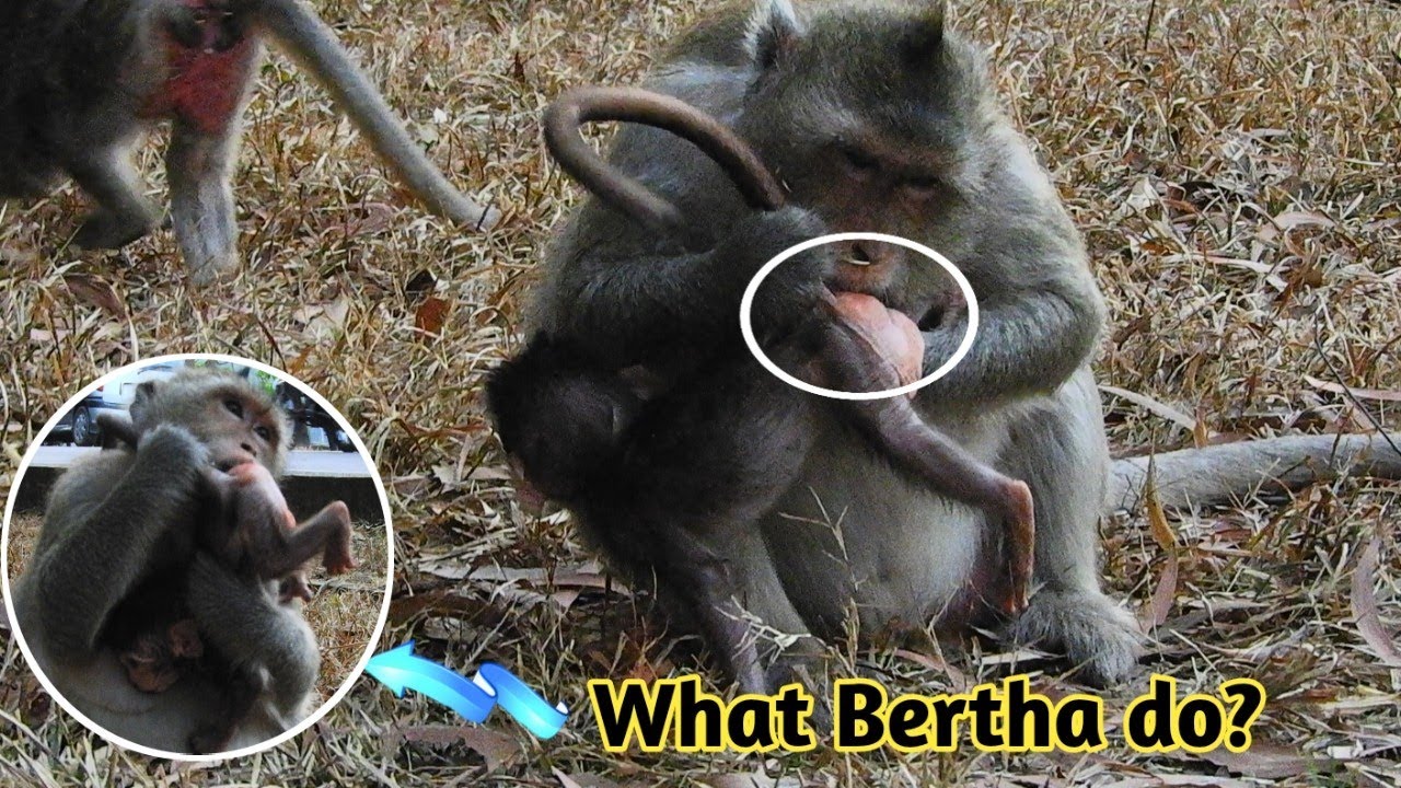 cute monkey pics Gino breaking heart when her mother do,Gino's Funny monkey her always happy,monkey 168,