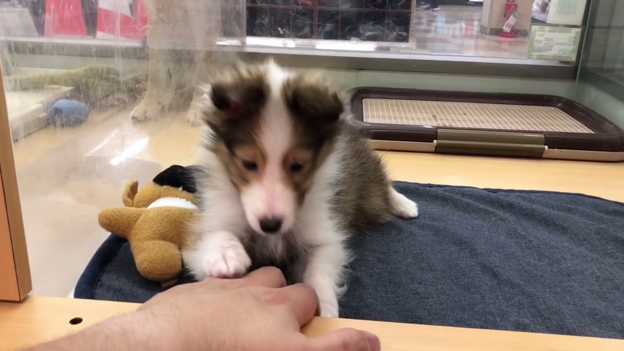 シェットランドシープドック 可愛らしくも頼もしい最高のパートナー マルワンblog ペットショップ マルワン 小さめ子犬 美形な子猫 初心者安心のサポート
