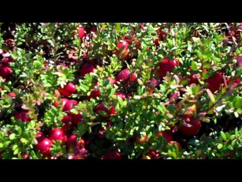 Видео: Cranberry Cotoneaster арчилгаа - Cranberry Cotoneaster ургамал тариалах зөвлөмж