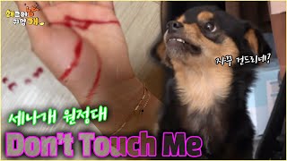 환불원정대도 울고 갈 Don't Touch Me!! Come On 곰례!!