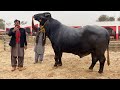 World Best Buffalo Bull Badal of Haji Shaukat Doggar of Multan