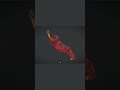 🌶️ Dried Chili Pepper – Low Poly PBR 3D Model #shorts