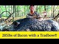 285lb wild boar killed with a recurve