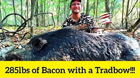 285lb Wild Boar Killed with a Recurve!!!