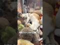 猫が景品のクレーンゲーム🐈