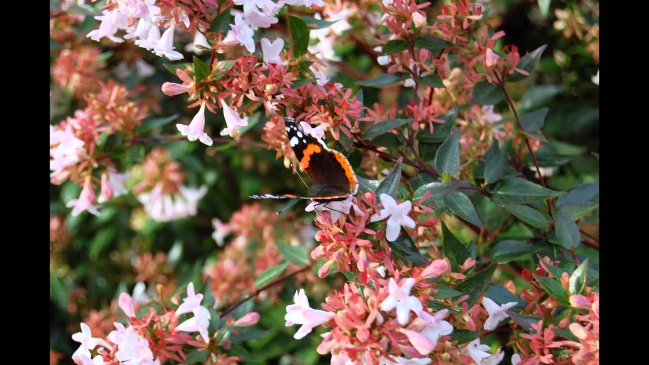 АБЕЛИЯ  (ABELIA)  cем. Жимолостные (Caprifoliaceae)