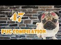 Pug Compilation 47 - Funny Dogs but only Pug Videos | Instapugs