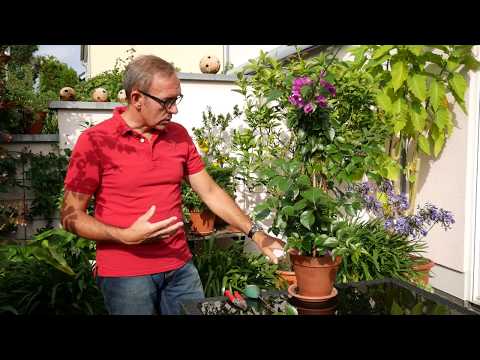 Video: Bougainvillea-Schnitttipps – wann und wie man Bougainvillea-Sträucher beschneidet