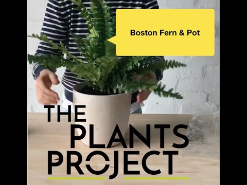 Video: Bostonas papardes miglošana: padomi Bostonas papardes augu mitruma palielināšanai