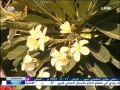 BNFM منار صديق شوفتك غاليه Ts BNFM منار صديق شوفتك غاليه Ts