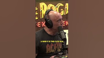 Miniature greyhounds  | Joe Rogan Experience ft. Adrienne Iapalucci #joerogan #shorts