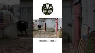 O TERROR DOS RODEIOS!VOCÊ NÃO ENFRENTARIA! #animaisgigantes #gado #bovinos #pecuarista#rodeio