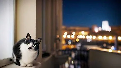 Что делать если кошка ночью не дает спать