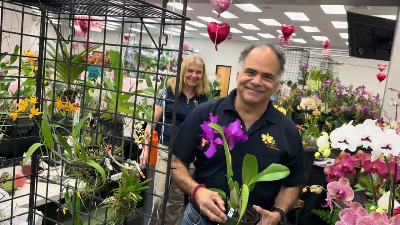 Prettiest Orchid Show in Town! Boca Orchid Society Yearly Show, Best Show EVER!!