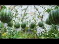 You just need to do this way, watermelon will be very succulent & sweet, grow watermelon in pallets