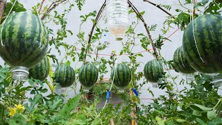 You just need to do this way, watermelon will be very succulent & sweet, grow watermelon in pallets