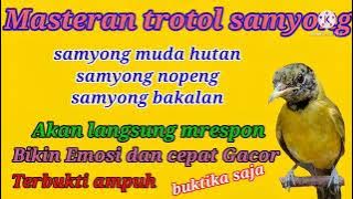 SAMYONG NGERIWIK NGEPLONG // MASTERAN UNTUK SAMYONG MUDA HUTAN DAN SAMYONG TEROTOL PASTI CEPET GACOR