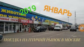 ПТИЧИЙ РЫНОК МОСКВА. ЗИМА 2019 ПТИЧИЙ РЫНОК МОСКВА. ЗИМА 2019
