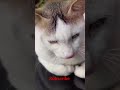 Billu Badmash