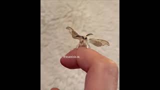 Can everyone just please look at this domestic silk moth #shorts