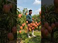 অস্ট্রেলিয়ার আম এখন দিনাজপুরে—“Sensation Mango” দেখতেই আকর্ষণীয়, খেতেও দারুণ! 🥭🔥#SensationMango